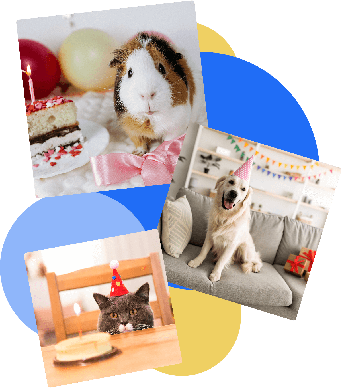 PetSmart Contest